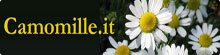 Camomille