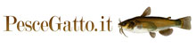 Pesce Gatto